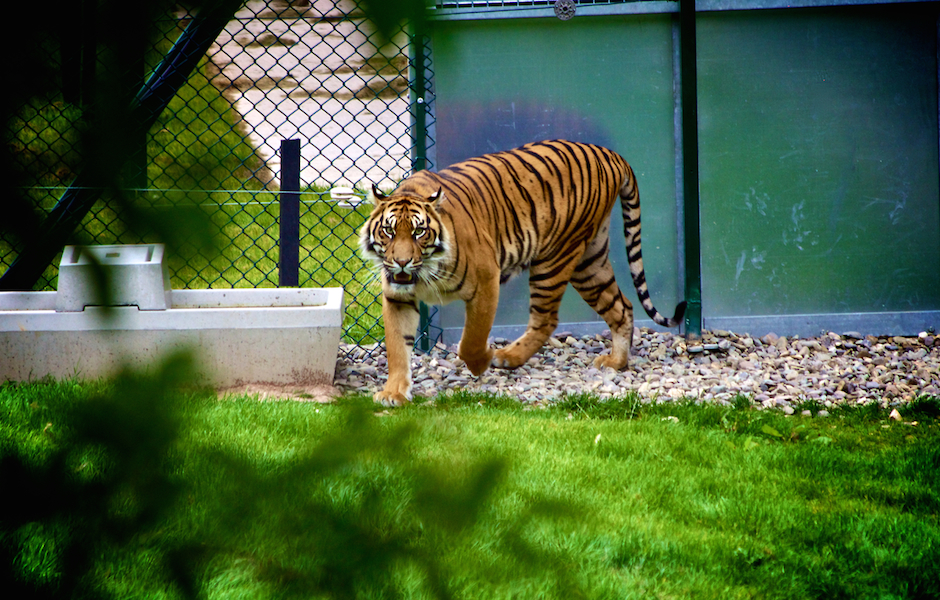 tiger confidence